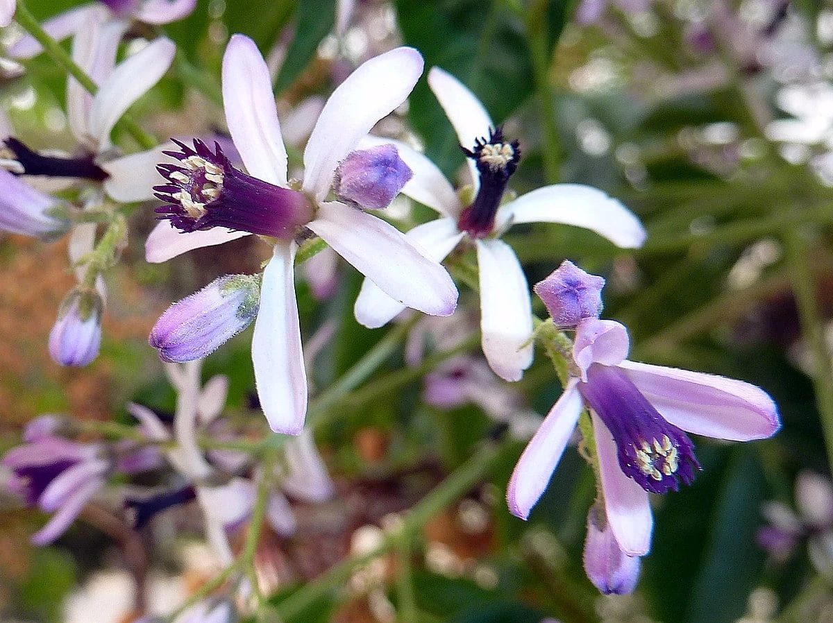 Tổng hợp ý nghĩa và công dụng của hoa xoan mới nhất năm 2022