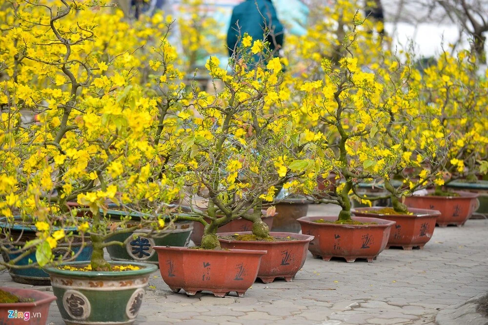 7 khu chợ hoa nổi tiếng Sài Gòn cho bạn du xuân dịp Tết