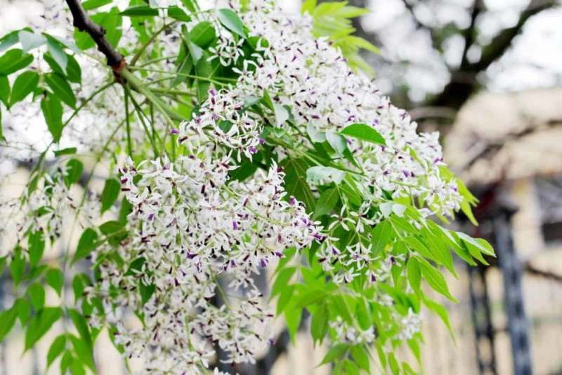 Tổng hợp ý nghĩa và công dụng của hoa xoan mới nhất năm 2022