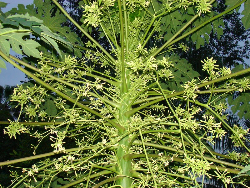 Công dụng hoa đu đủ đực trong dinh dưỡng hàng ngày