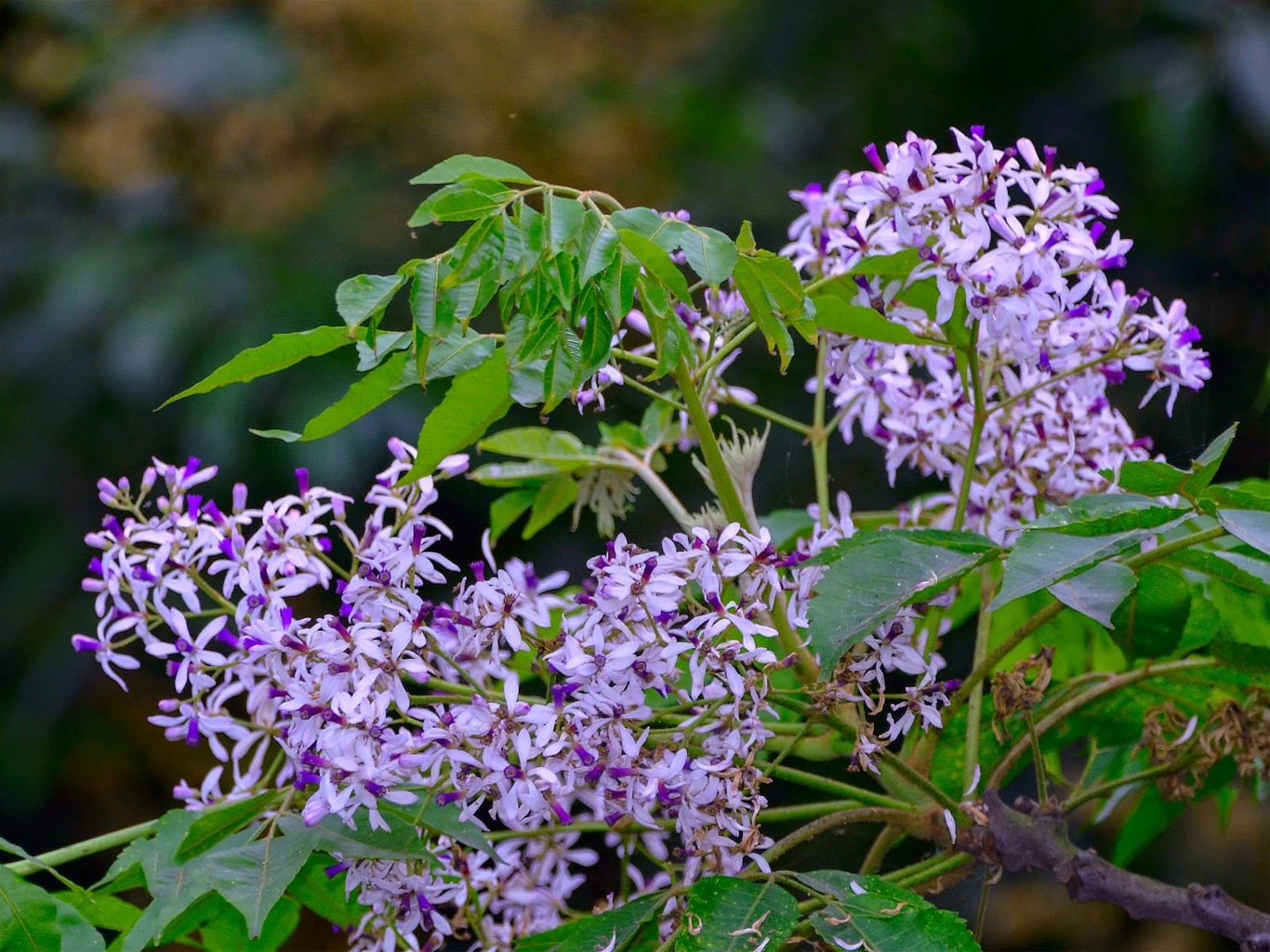 Tổng hợp ý nghĩa và công dụng của hoa xoan mới nhất năm 2022