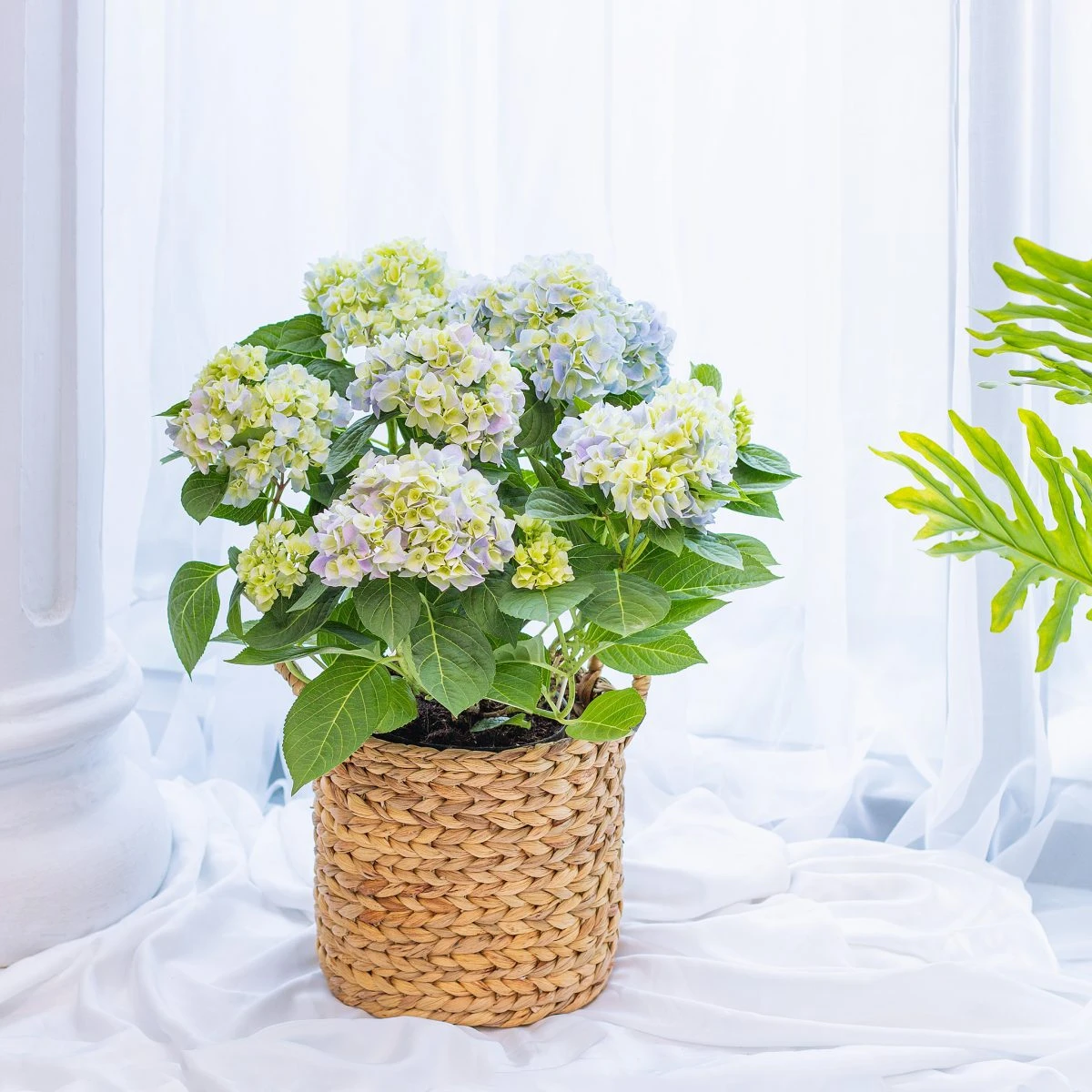 8 Loài hoa đẹp, ý nghĩa để dành tặng Mẹ