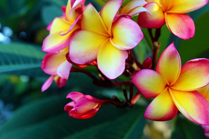 Ý nghĩa của hoa đại (hoa sứ) trong phong thủy như thế nào?