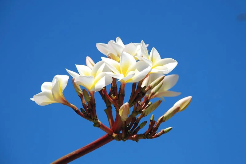 Ý nghĩa của hoa đại (hoa sứ) trong phong thủy như thế nào?