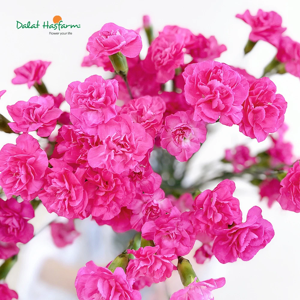 Hoa tặng mẹ ý nghĩa cho ngày đặc biệt của mẹ