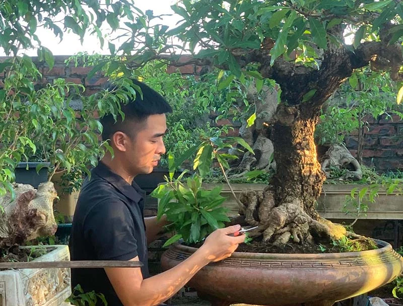 Ý nghĩa cây lộc vừng ra hoa đối với người Đông Nam Á