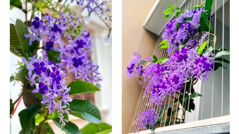 Cây mai xanh Thái là cây gì? Đặc điểm và ý nghĩa của cây mai xanh