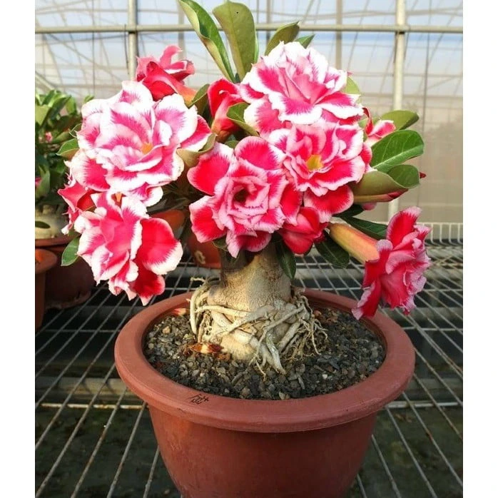 Ý nghĩa của hoa đại (hoa sứ) trong phong thủy như thế nào?