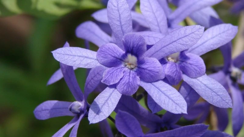 Cây mai xanh Thái là cây gì? Đặc điểm và ý nghĩa của cây mai xanh