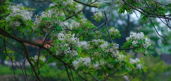 Tổng hợp ý nghĩa và công dụng của hoa xoan mới nhất năm 2022