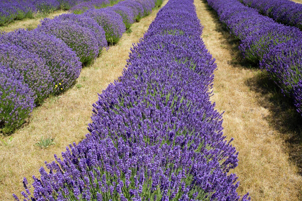 6 vườn lavender đẹp nhất nước Úc - Fantasea Travel