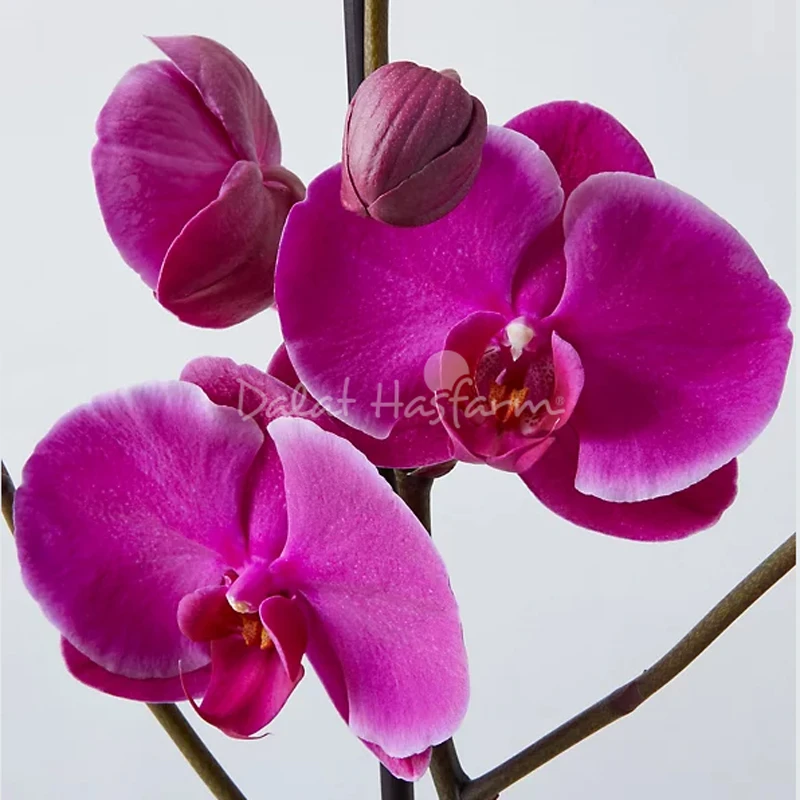 8 Loài hoa đẹp, ý nghĩa để dành tặng Mẹ