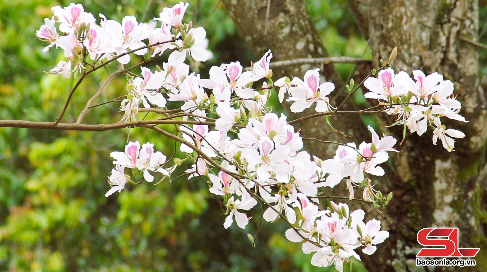 Khám Phá Vẻ Đẹp Cây Hoa Ban Ở Tây Bắc