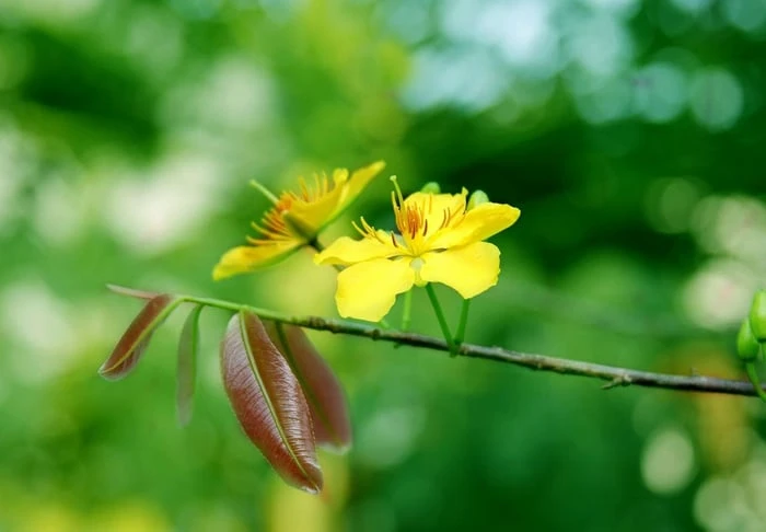 Bộ sưu tập hình ảnh đẹp nhất về hoa Mai