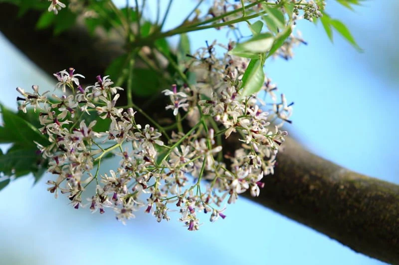 Tổng hợp ý nghĩa và công dụng của hoa xoan mới nhất năm 2022