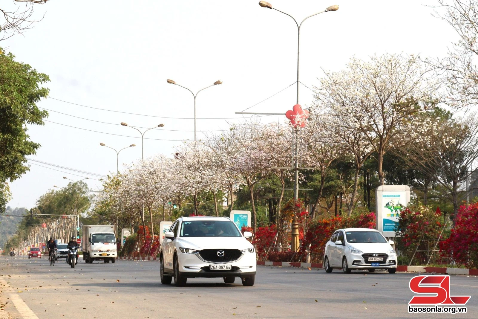 Hoa ban khoe sắc trên phố