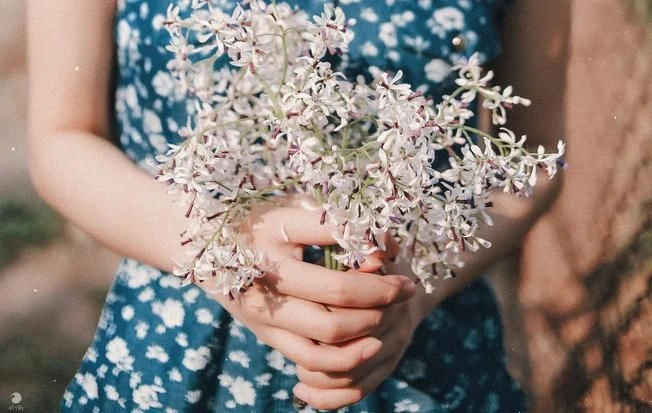 Tổng hợp ý nghĩa và công dụng của hoa xoan mới nhất năm 2022