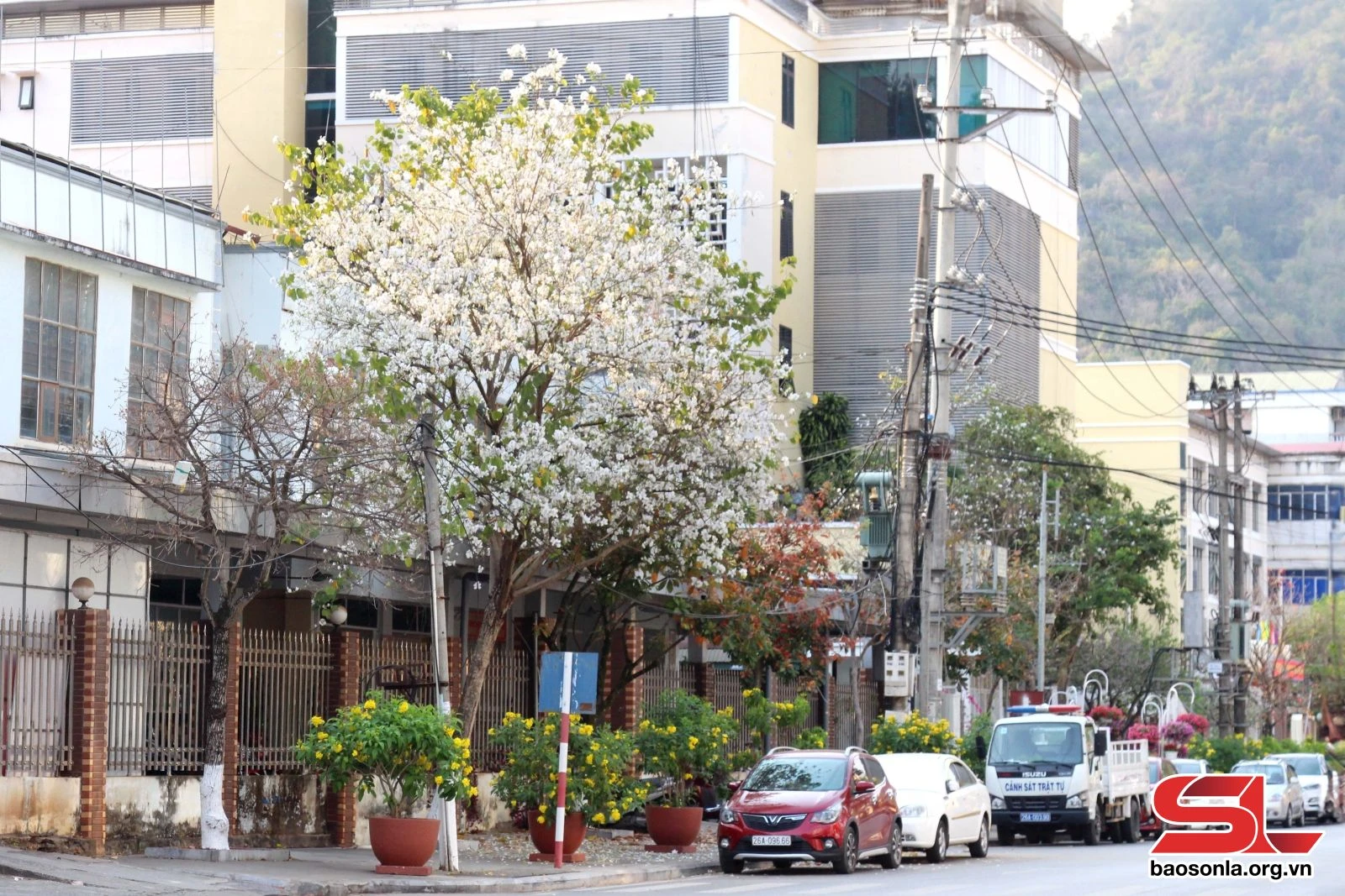 Hoa ban khoe sắc trên phố