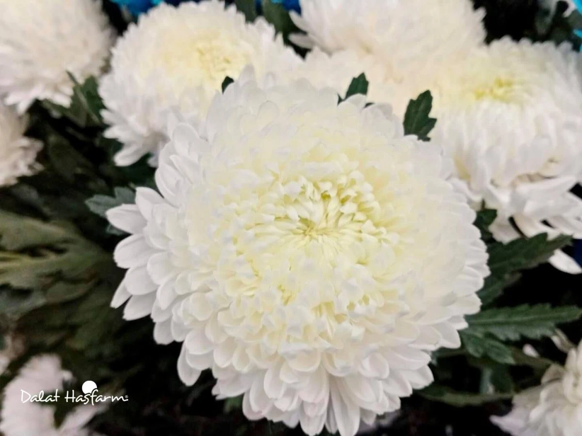 8 Loài hoa đẹp, ý nghĩa để dành tặng Mẹ