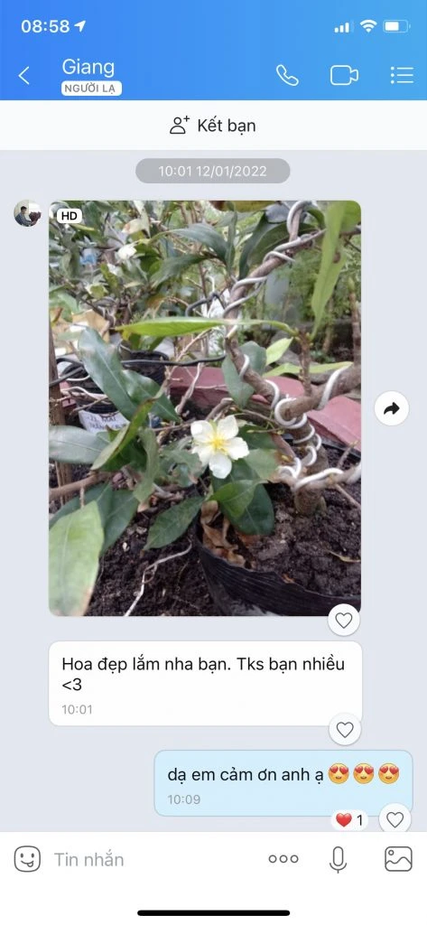 Hoa mai trắng - Biểu tượng của Tết Nguyên Đán