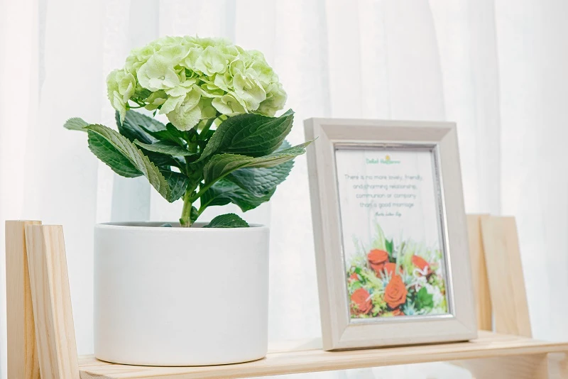 8 Loài hoa đẹp, ý nghĩa để dành tặng Mẹ