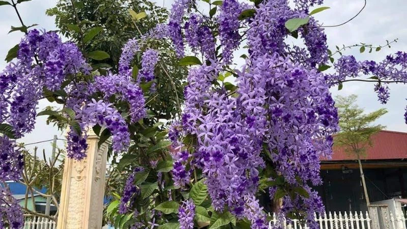 Cây mai xanh Thái là cây gì? Đặc điểm và ý nghĩa của cây mai xanh