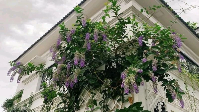 Cây mai xanh Thái là cây gì? Đặc điểm và ý nghĩa của cây mai xanh