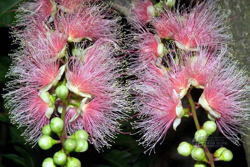 Hoa lộc vừng và giá trị trong cảnh quan Việt Nam