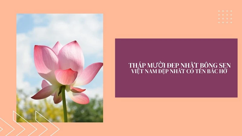 Biểu tượng Quốc hoa của Việt Nam là hoa nào?