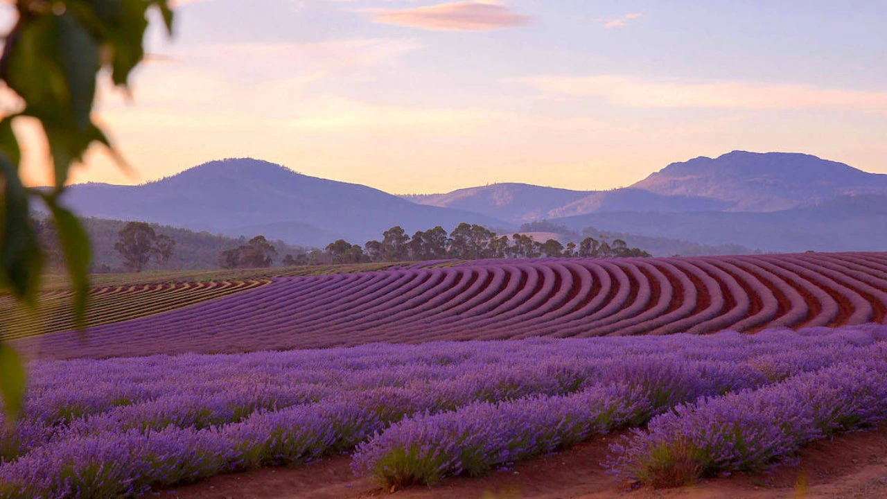 Khám Phá Vườn Hoa Oải Hương Đẹp Nhất Thế Giới