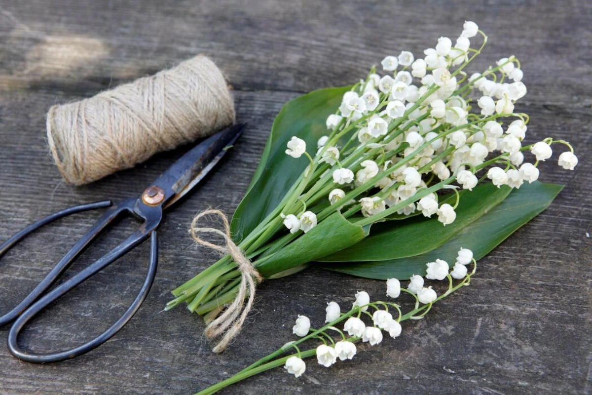 Ý Nghĩa Hoa Linh Lan Trong Tình Yêu Và Hạnh Phúc