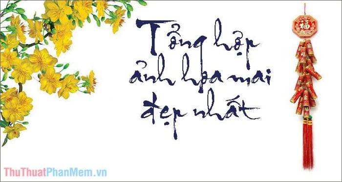 Khám Phá Vẻ Đẹp Hoa Mai Trong Không Gian Sống