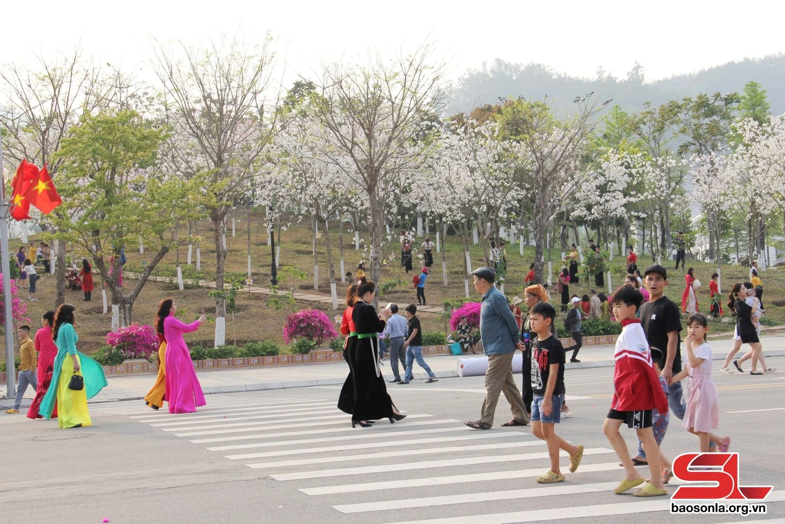 Hoa ban khoe sắc trên phố