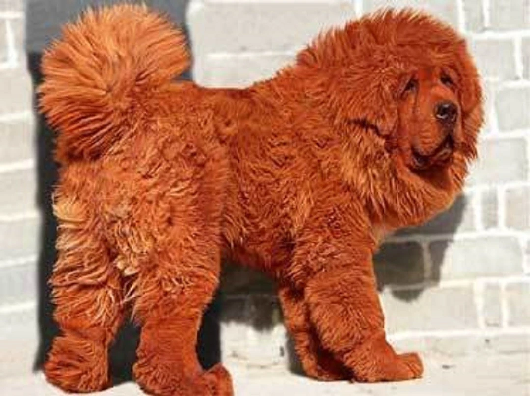 Loài chó đắt nhất thế giới, vẻ ngoài