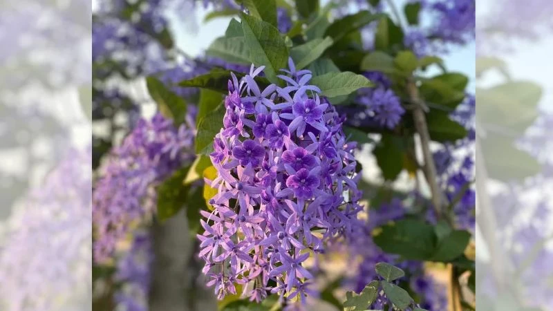 Cây mai xanh Thái là cây gì? Đặc điểm và ý nghĩa của cây mai xanh