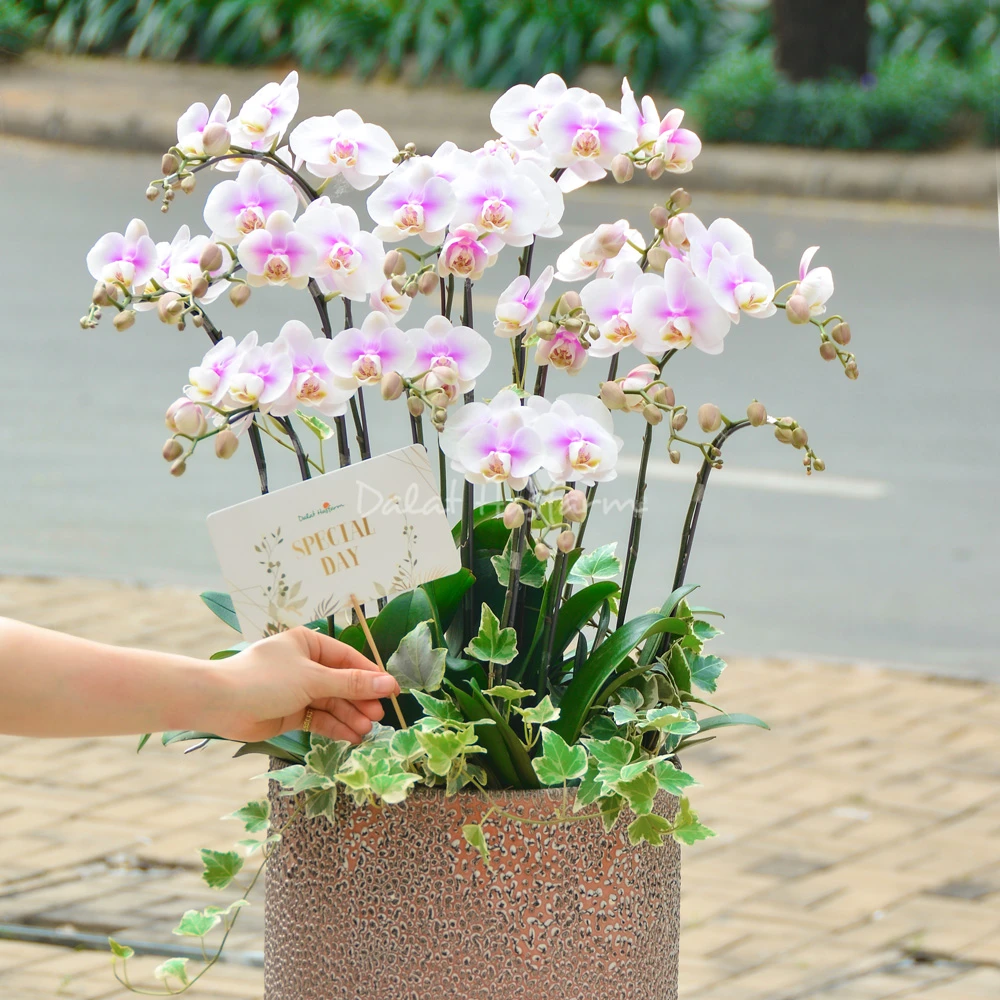 8 Loài hoa đẹp, ý nghĩa để dành tặng Mẹ