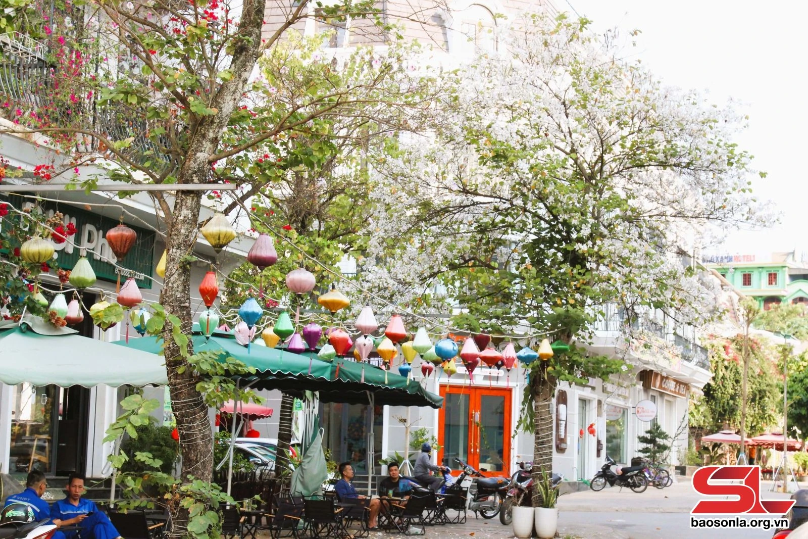 Hoa ban khoe sắc trên phố