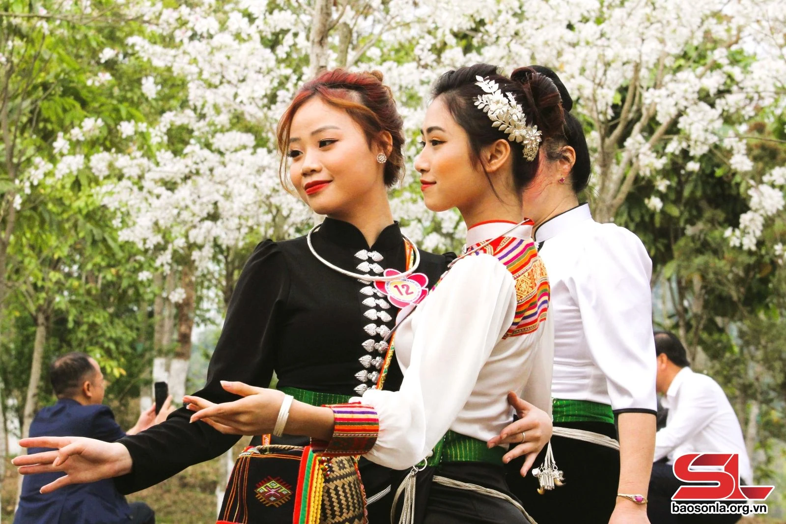 Hoa ban khoe sắc trên phố