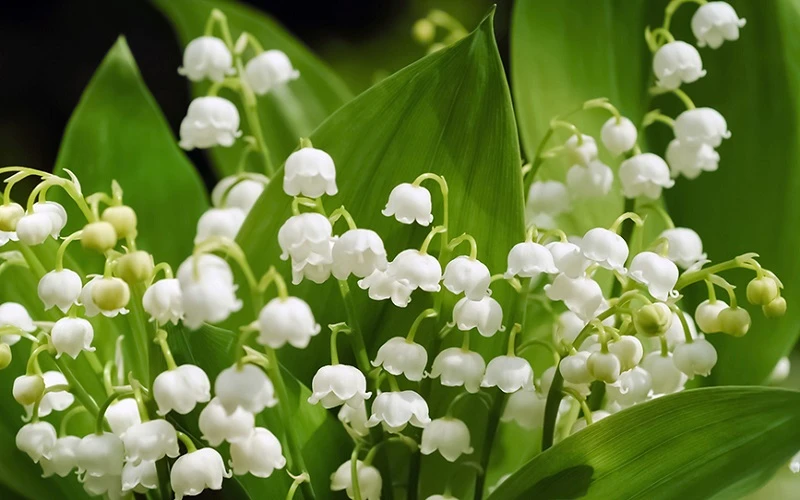 Tại sao hoa linh lan là biểu tượng của hạnh phúc?