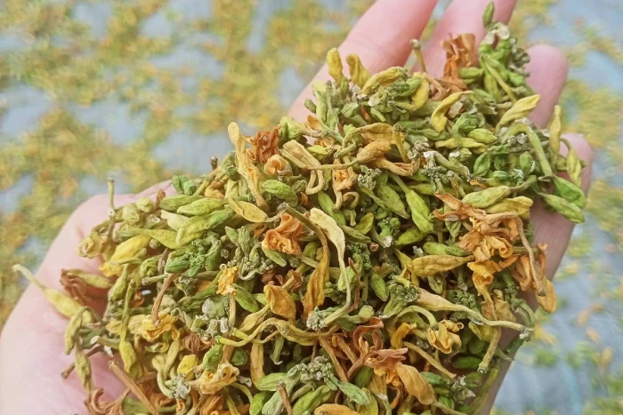 Công dụng của hoa đu đủ đực trong chăm sóc sức khỏe