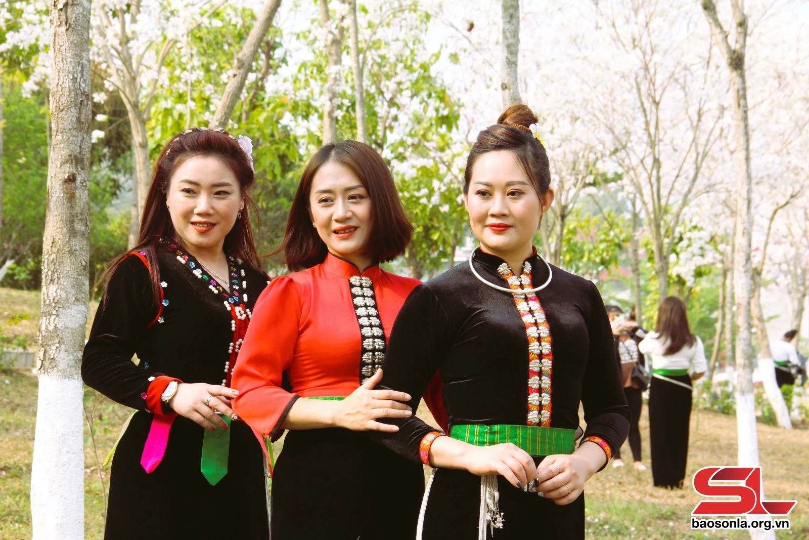 Hoa ban khoe sắc trên phố