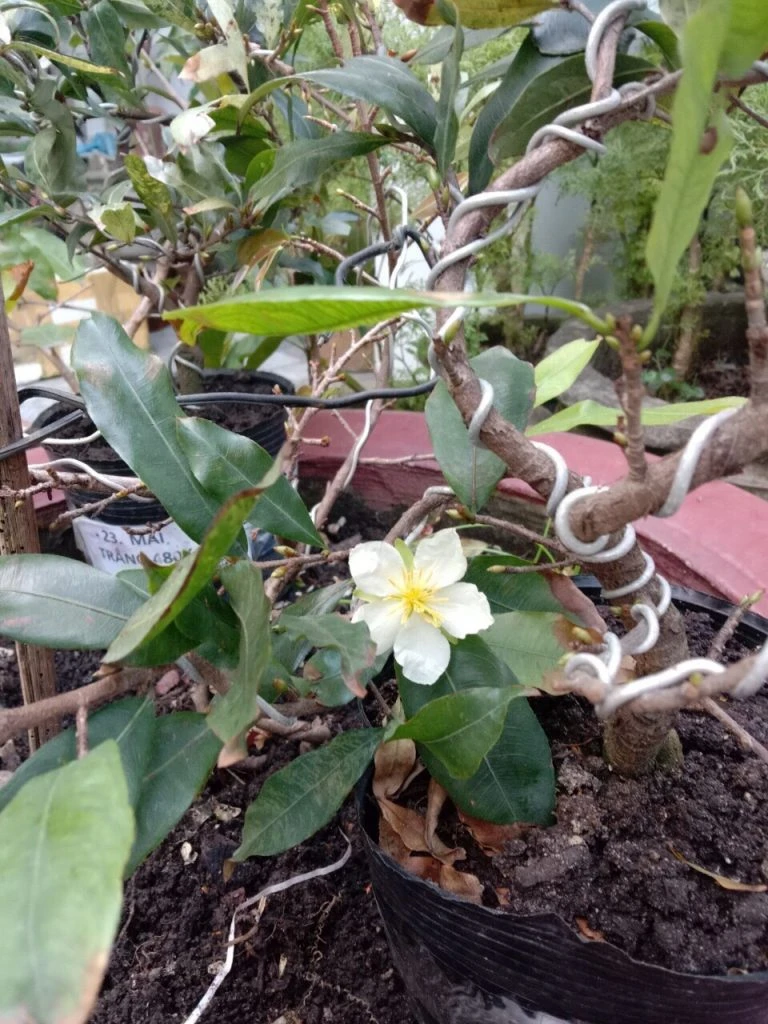 Mai Trắng (Bạch mai)