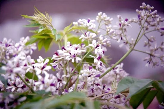 Hoa Xoan và Giá Trị Tinh Thần Sâu Sắc