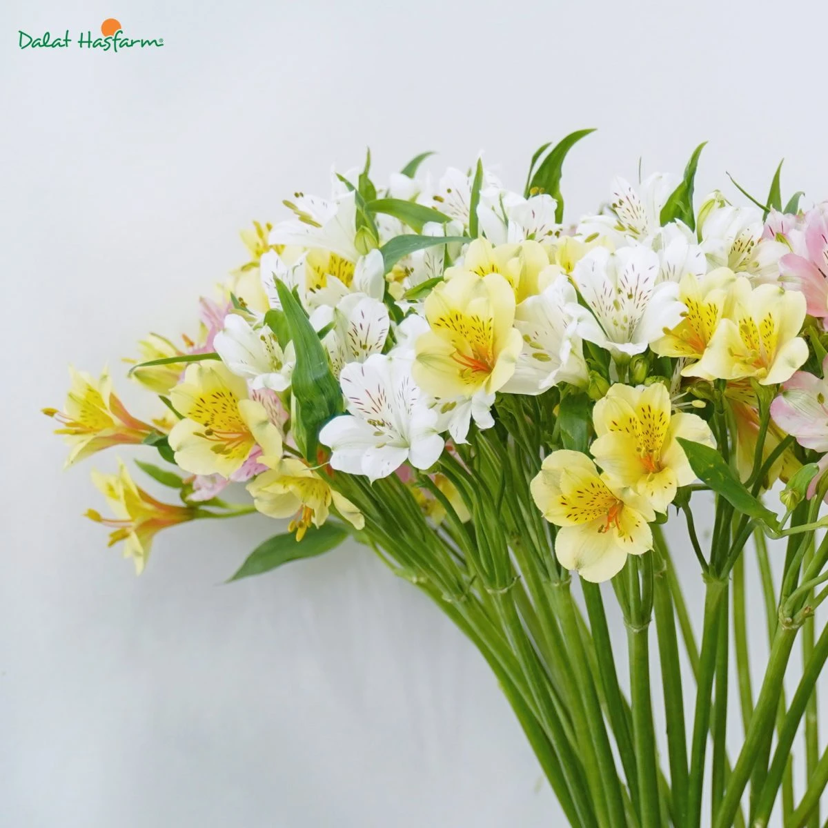 8 Loài hoa đẹp, ý nghĩa để dành tặng Mẹ