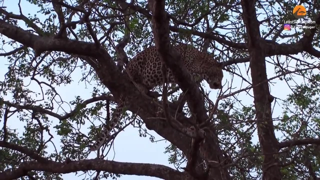 Khám Phá Đặc Điểm Sinh Học Của Báo Hoa Mai