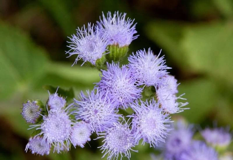 Kiểm chứng thông tin hoa cứt lợn có thể chữa được bệnh viêm xoang