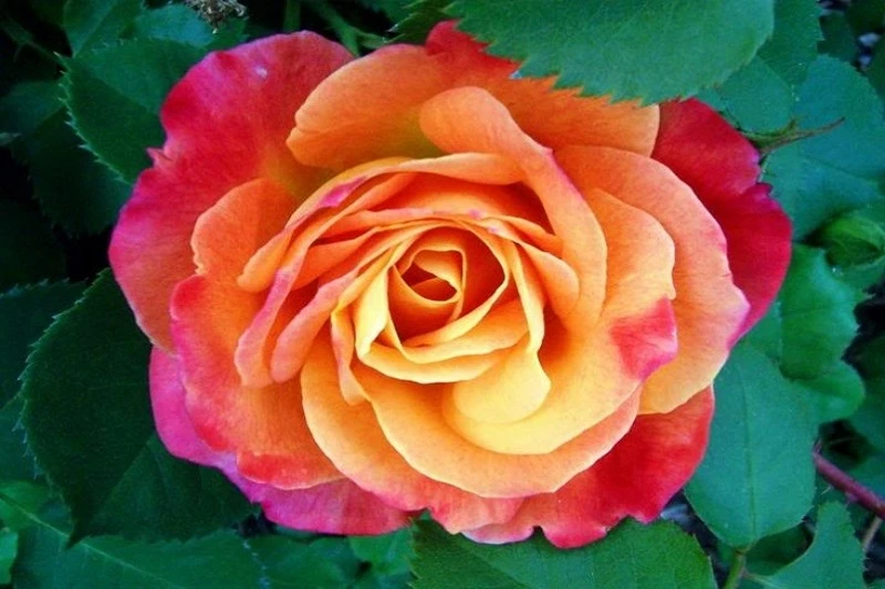 +800 Ảnh hoa hồng đẹp nhất, Chất lượng HD sắc nét