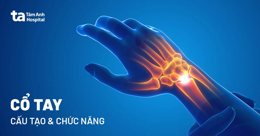 Tìm hiểu về cấu trúc và chức năng xương cổ tay