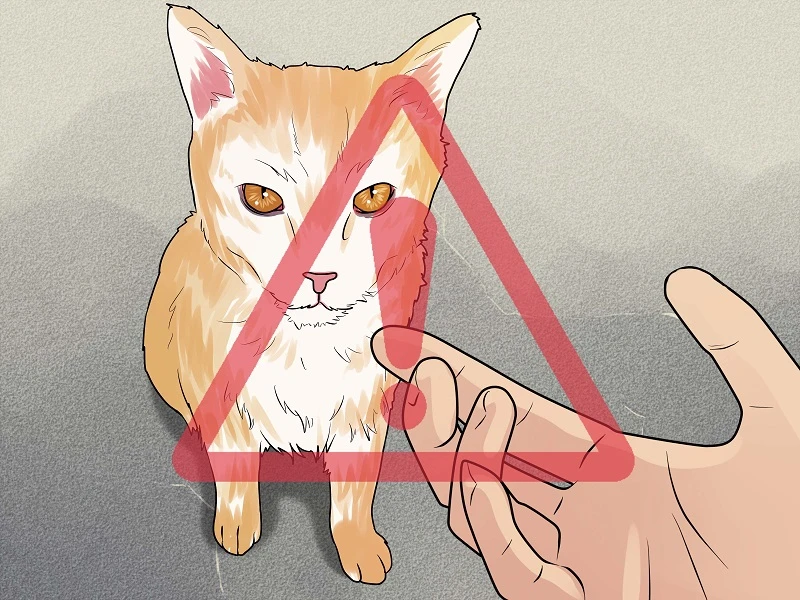 Mèo cắn ở đầu ngón tay chảy máu và những nguy hiểm