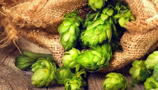 Khám Phá Hoa Bia và Vai Trò Quan Trọng Trong Bia